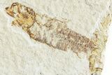 Two Detailed Fossil Fish (Knightia) - Wyoming #224551-2